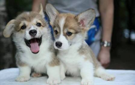 Багряная осень. Щенки помета n-все.