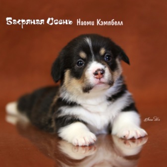 Щенки Вельш Корги Пемброк помета Н-1 2020 года. Багряная осень.