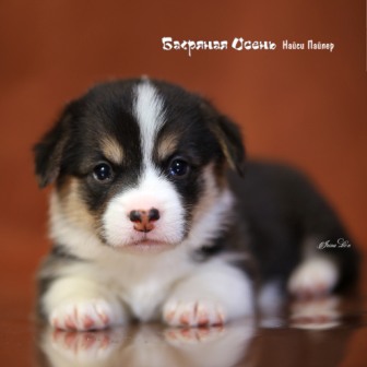 Щенки Вельш Корги Пемброк помета Н-2 2020 года. Багряная осень.