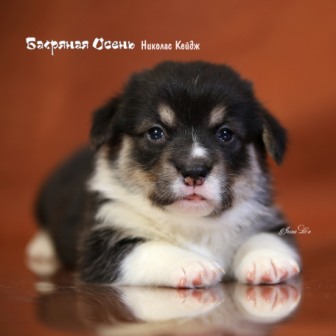 Щенки Вельш Корги Пемброк помета Н-3 2020 года. Багряная осень.