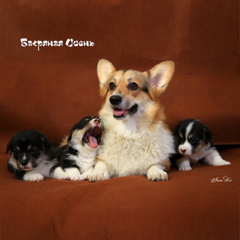 Презентация помета Вельш Корги Пемброк Н 2020 года. Багряная осень.
