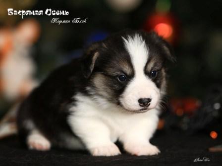 Щенки помета Н-1 Вельш Корги Пемброк осени 2022 года