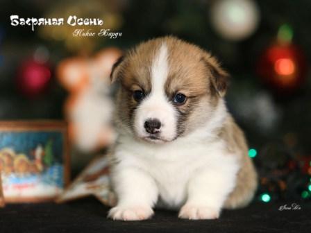 Щенки помета Н-2 Вельш Корги Пемброк осени 2022 года