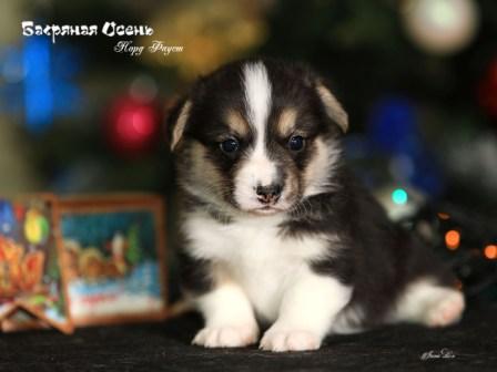 Щенки помета Н-3 Вельш Корги Пемброк осени 2022 года