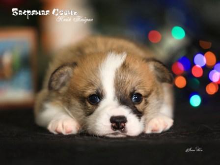 Щенки помета Н-4 Вельш Корги Пемброк осени 2022 года