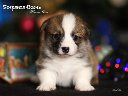 Щенки помета Н-5 Вельш Корги Пемброк осени 2022 года