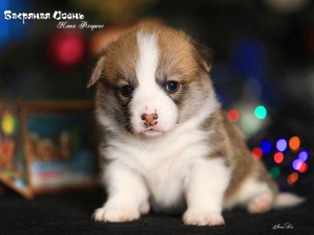 Щенки помета Н-6 Вельш Корги Пемброк осени 2022 года