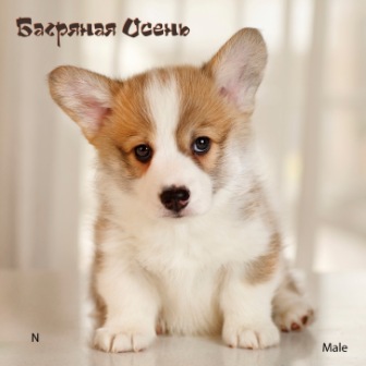 Щенки Вельш Корги Пемброк помета Н-1 2022 года