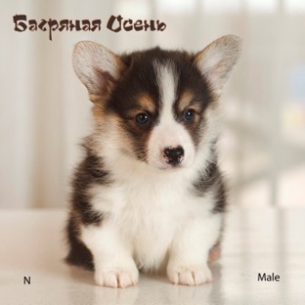 Щенки Вельш Корги Пемброк помета Н-2 2022 года