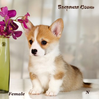 Щенки Вельш Корги Пемброк помета Н-3 2022 года