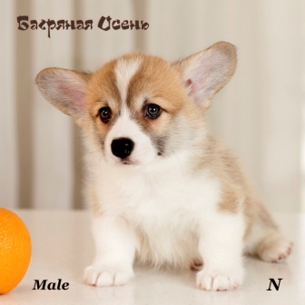 Щенки Вельш Корги Пемброк помета Н-4 2022 года