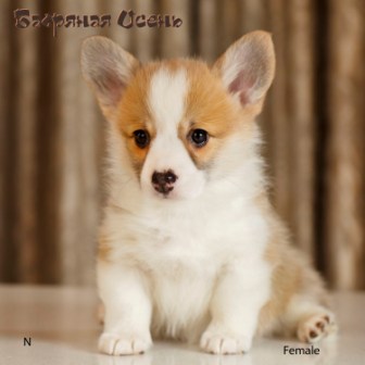 Щенки Вельш Корги Пемброк помета Н-5 2022 года