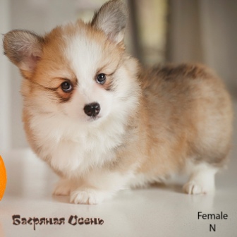 Щенки Вельш Корги Пемброк помета Н-6 2022 года