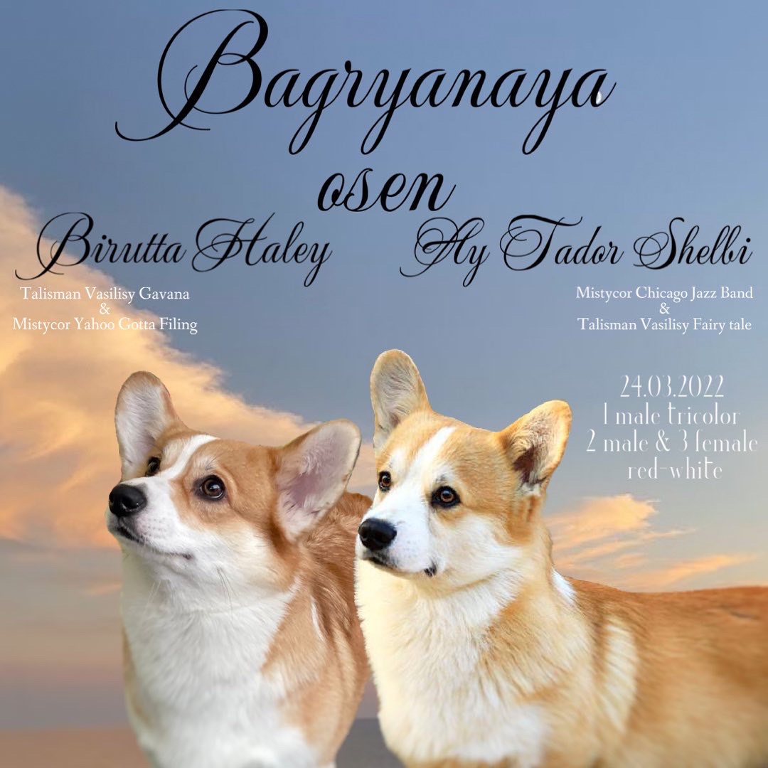 Презентация помета Вельш Корги Пемброк литер Н 2022 года.