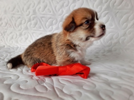 Щенки Вельш Корги Пемброк помета 2021 года литер О-1