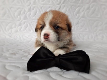 Щенки Вельш Корги Пемброк помета 2021 года литер О-2