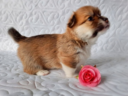 Щенки Вельш Корги Пемброк помета 2021 года литер О-3