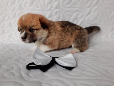 Щенки Вельш Корги Пемброк помета 2021 года литер О-4