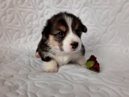 Щенки Вельш Корги Пемброк помета 2021 года литер О-5