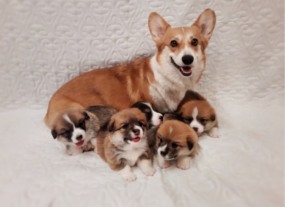 Презентация помета О 2021 года щенков Вельш Корги Пемброк. Багряная осень.