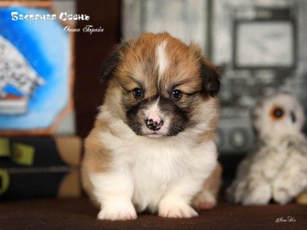 Щенки Вельш Корги Пемброк помета О-1 2022 года в питомнике Багряная осень