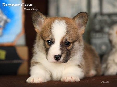 Щенки Вельш Корги Пемброк помета О-2 2022 года в питомнике Багряная осень