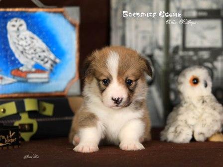 Щенки Вельш Корги Пемброк помета О-3 2022 года в питомнике Багряная осень