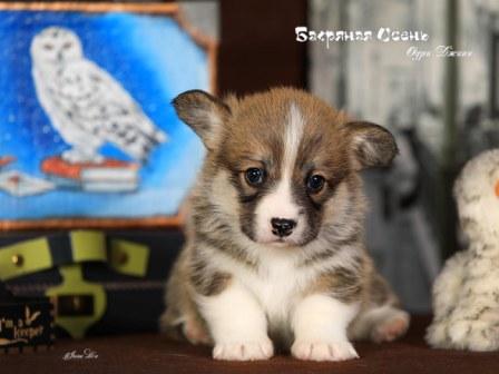 Щенки Вельш Корги Пемброк помета О-5 2022 года в питомнике Багряная осень