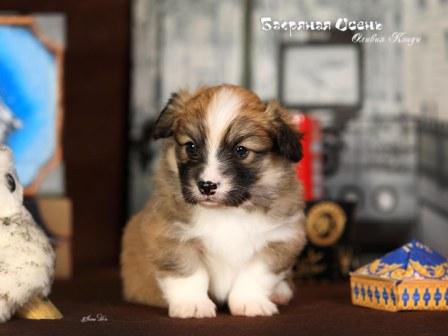 Щенки Вельш Корги Пемброк помета О-6 конца 2022 года в питомнике Багряная осень