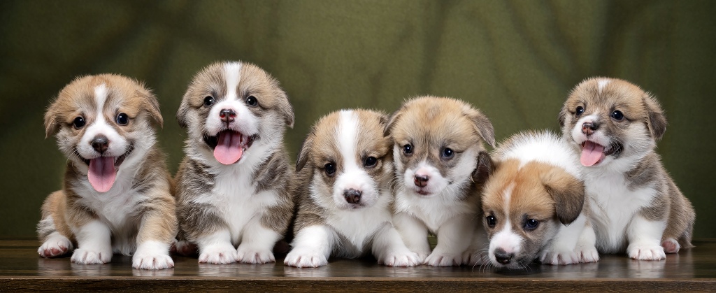 Помет Вельш Корги Пемброк литер О 2022 года в питомнике Багряная осень