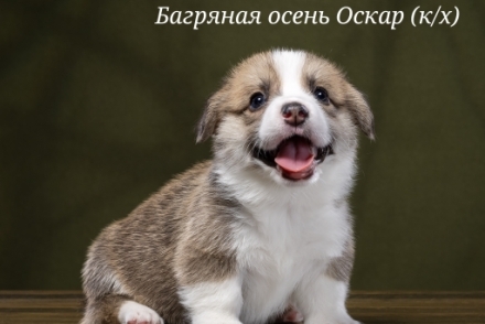 Щенки Вельш Корги Пемброк помета О-1 2022 года
