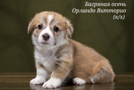 Щенки Вельш Корги Пемброк помета О-2 2022 года