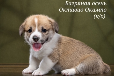 Щенки Вельш Корги Пемброк помета О-3 2022 года