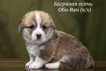 Щенки Вельш Корги Пемброк помета О-4 2022 года