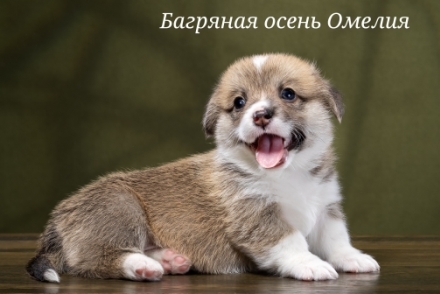 Щенки Вельш Корги Пемброк помета О-5 2022 года