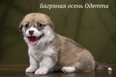 Щенки Вельш Корги Пемброк помета О-6 2022 года