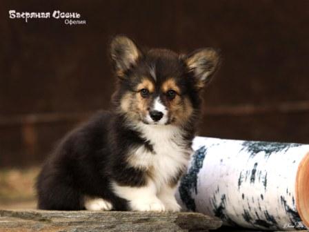 Щенки Вельш Корги Пемброк помета 2024 года литер О-1