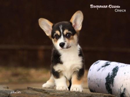 Щенки Вельш Корги Пемброк помета 2024 года литер О-2