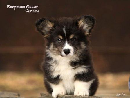 Щенки Вельш Корги Пемброк помета 2024 года литер О-3