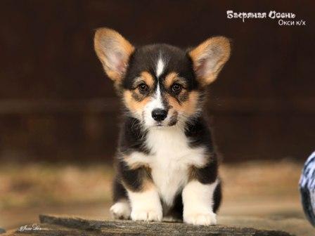 Щенки Вельш Корги Пемброк помета 2024 года литер О-4