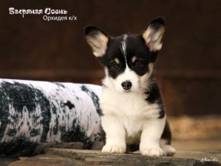 Щенки Вельш Корги Пемброк помета 2024 года литер О-5