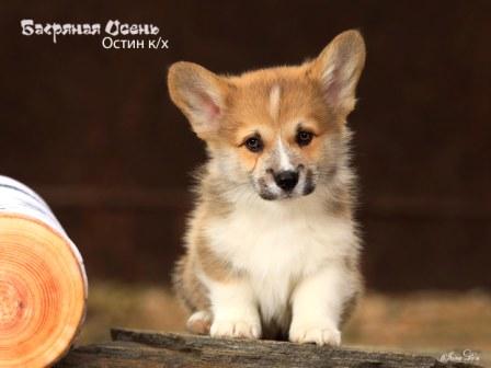 Щенки Вельш Корги Пемброк помета 2024 года литер О-7