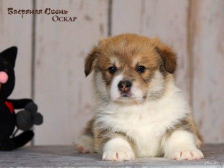 Щенки Вельш Корги Пемброк помета 2025 года литер О - Оскар