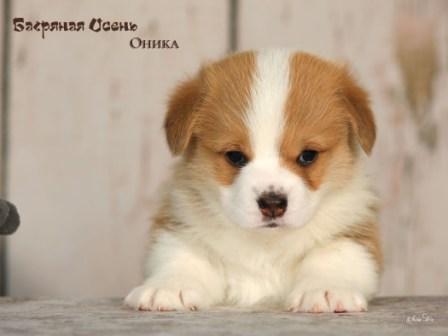 Щенки Вельш Корги Пемброк помета 2025 года литер О - Оника