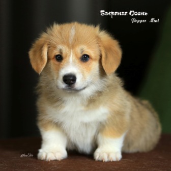 Щенки Вельш Корги Пемброк 2021 года литер П-21-2