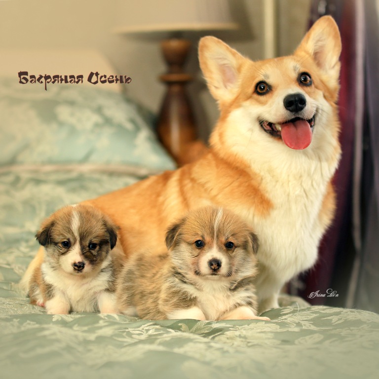 Презентация помета Вельш Корги Пемброк 2021 года литер П-21.