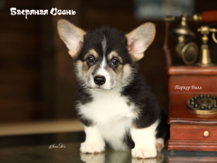 Щенки Вельш Корги Пемброк помета П-1 2022 года.