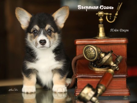 Щенки Вельш Корги Пемброк помета П-2 2022 года.