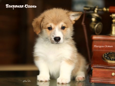 Щенки Вельш Корги Пемброк помета П-3 2022 года.