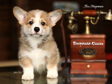 Щенки Вельш Корги Пемброк помета П-4 2022 года.